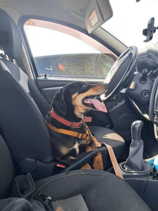 Skylar, una bellissima simil segugia Foto 2